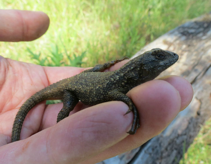 Western Fence Lizard